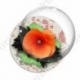 Image digitale - Coquelicot et feuillage 02