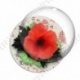 Image digitale - Coquelicot et feuillage 05