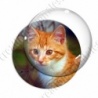 Image digitale - Chaton roux