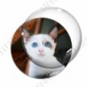 Image digitale - Chaton blanc aux yeux bleus