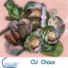CU Choux