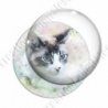 Image digitale - Chat dans l'herbe