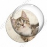 Image digitale - Chaton tigré brun