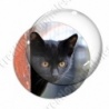 Image digitale - Chaton noir aux yeux marrons