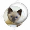 Image digitale - Chaton blanc et noir