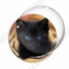Image digitale - Chaton noir aux yeux bleus