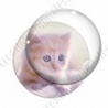 Image digitale - Chaton roux aux yeux bleus