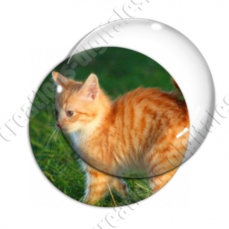 Image digitale - Chaton roux dans l'herbe