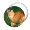 Image digitale - Chaton roux dans l'herbe