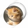Image digitale - Chaton roux poils herissés