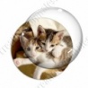 Image digitale - Couple de chatons