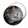 Image digitale - Chaton gris aux yeux bleus