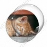 Image digitale - Chaton bicolore endormi