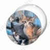 Image digitale - Couple de chatons sauvages