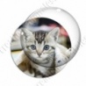 Image digitale - Chaton sous une couverture