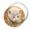 Image digitale - Chaton dans la paille