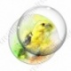 Image digitale - Oiseau - Canari effet aquarelle
