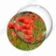 Image digitale - Champ de coquelicots 2