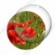Image digitale - Champ de coquelicots 5