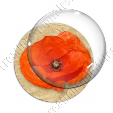 Image digitale - Coquelicot fond brun 04