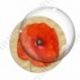 Image digitale - Coquelicot fond brun 06