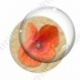 Image digitale - Coquelicot fond brun 07