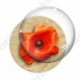 Image digitale - Coquelicot fond brun 08