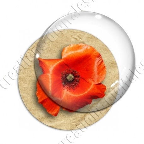 Image digitale - Coquelicot fond brun 08