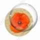 Image digitale - Coquelicot fond brun 09