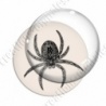 Image digitale - Halloween - Araignée
