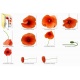CU Coquelicots 01