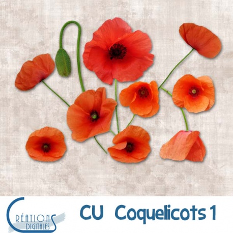 CU Coquelicots 01